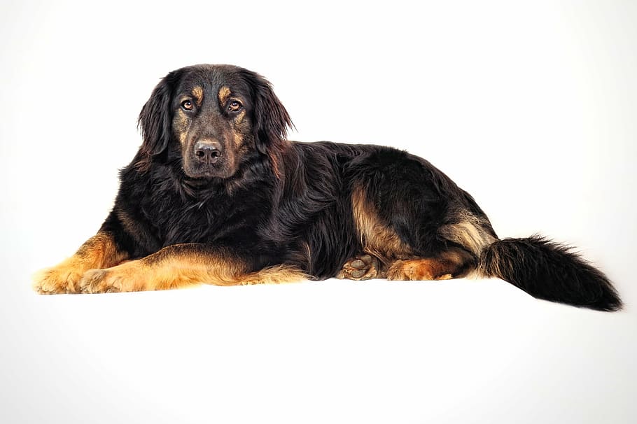 adult, black, brown, rottweiler, dog, big dog, black dog, hovawart mix, hybrid, pets