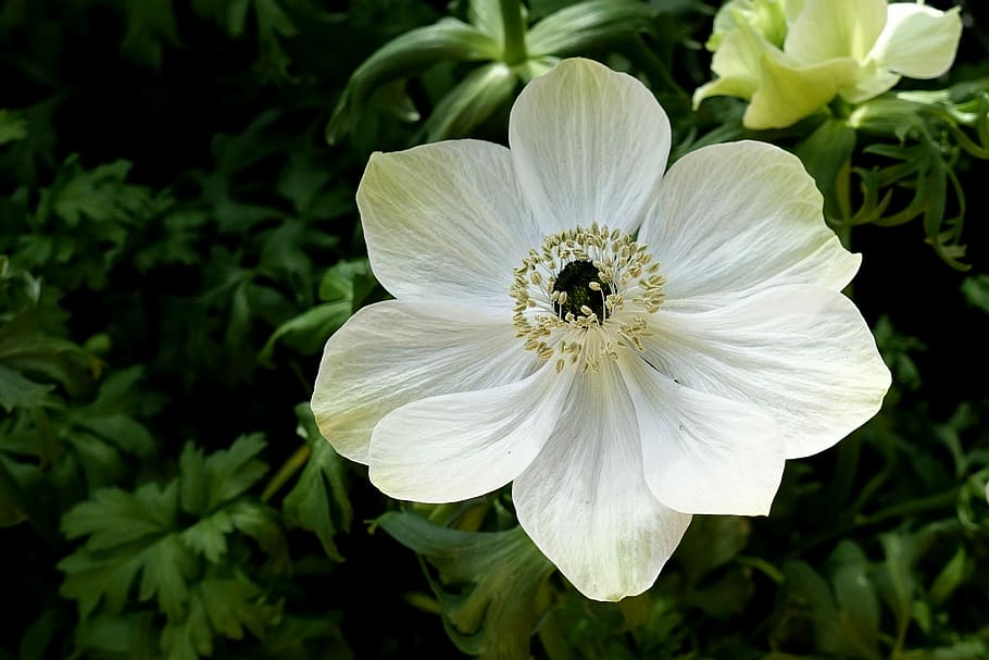 closeup, photography, white, 8-petaled, 8- petaled flower, anemone, flower, nature, plant, garden
