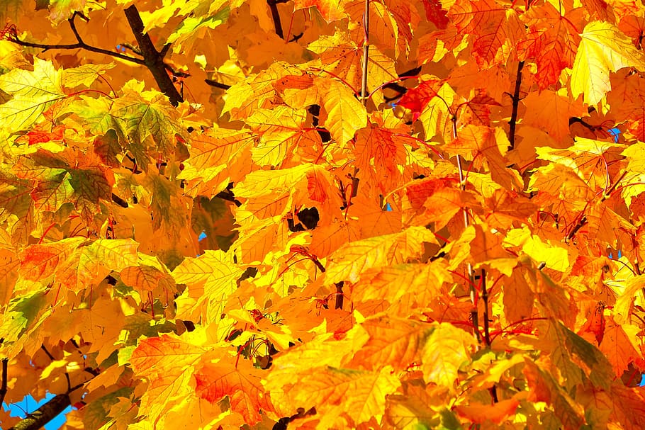 hojas de arce, hojas, follaje de otoño, otoño dorado, naturaleza, bosque, decoloración, planta, color de otoño, árbol