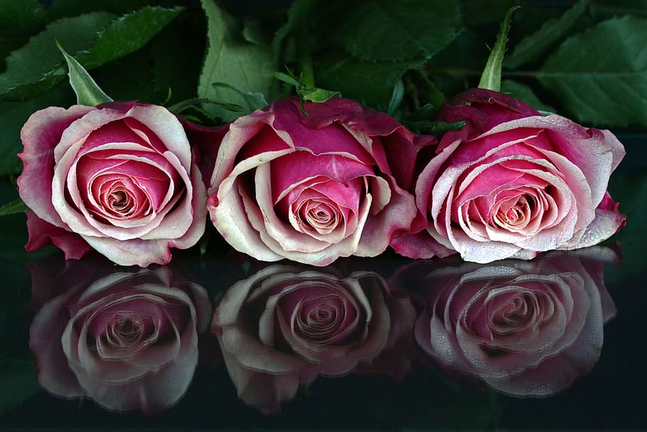 fotografía de alto ángulo, tres, rosa, racimos de flores, rosas, flores, flor rosa, romántico, amor, fragancia