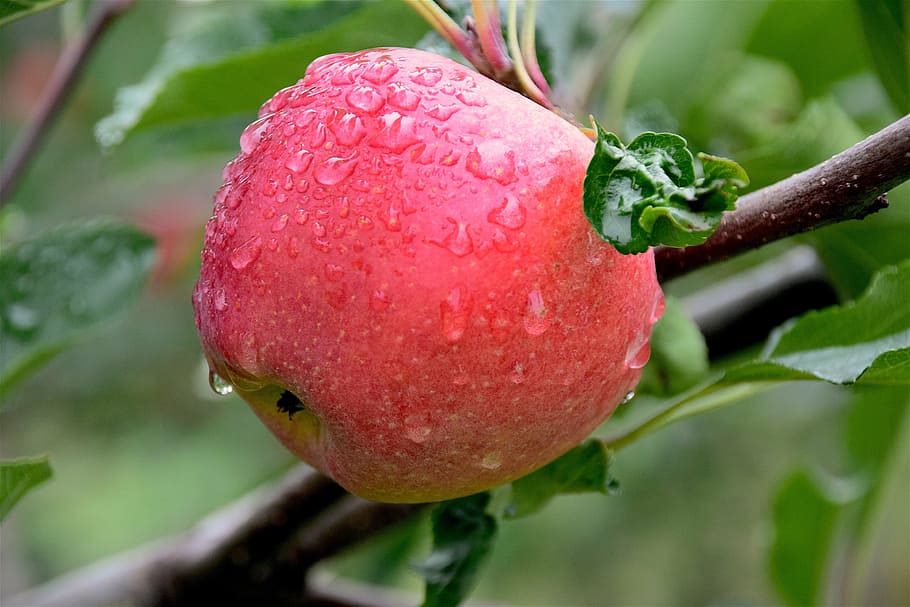 apple, dew, healthy, freshness, juicy, sweet, fresh, fruit, summer, red