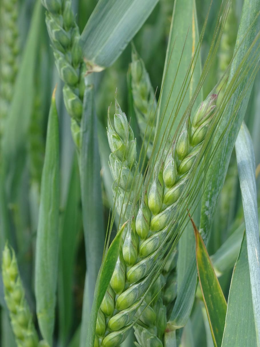cereais, campo de cevada, grão, cereal, campo, orelha, agricultura, fechar, trigo, campo de trigo