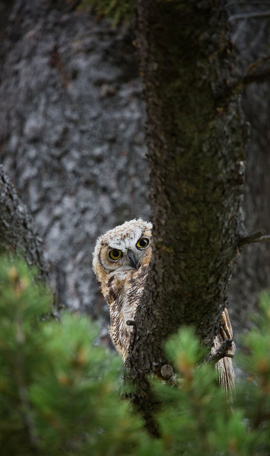 owl perching, bough, great horned owl, tree, predator, wildlife, peeking, perched, raptor, nocturnal
