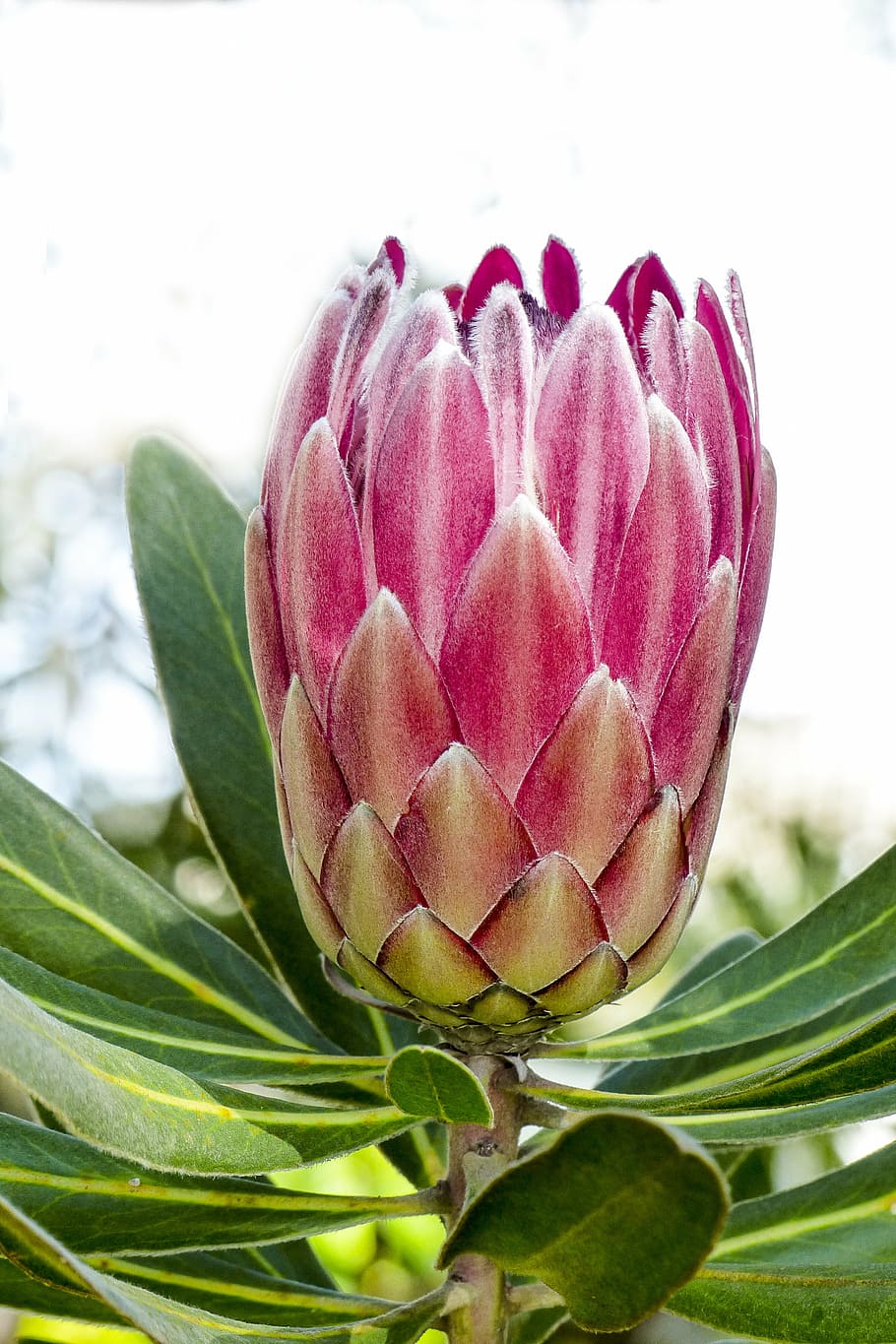 pink, king protea flower, close, photography, blossom, plant, tree, blooming, floral, garden