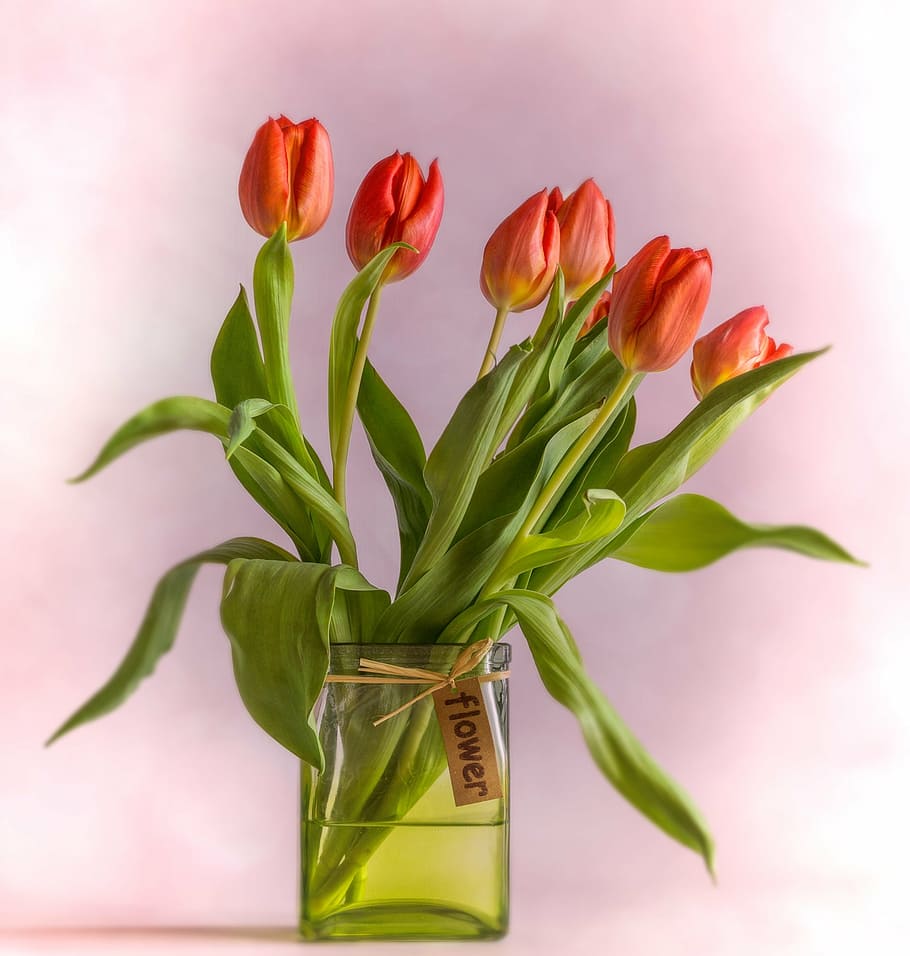 flores vermelhas, tulipas, vaso, vermelho, buquê, flores, primavera, flores da primavera, vidro, planta