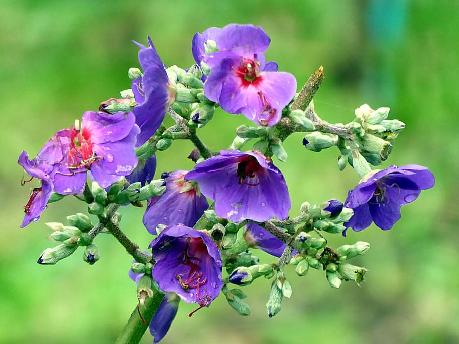 flower, violet, tibouchina, plant, costa rica, flowering plant, vulnerability, fragility, beauty in nature, freshness