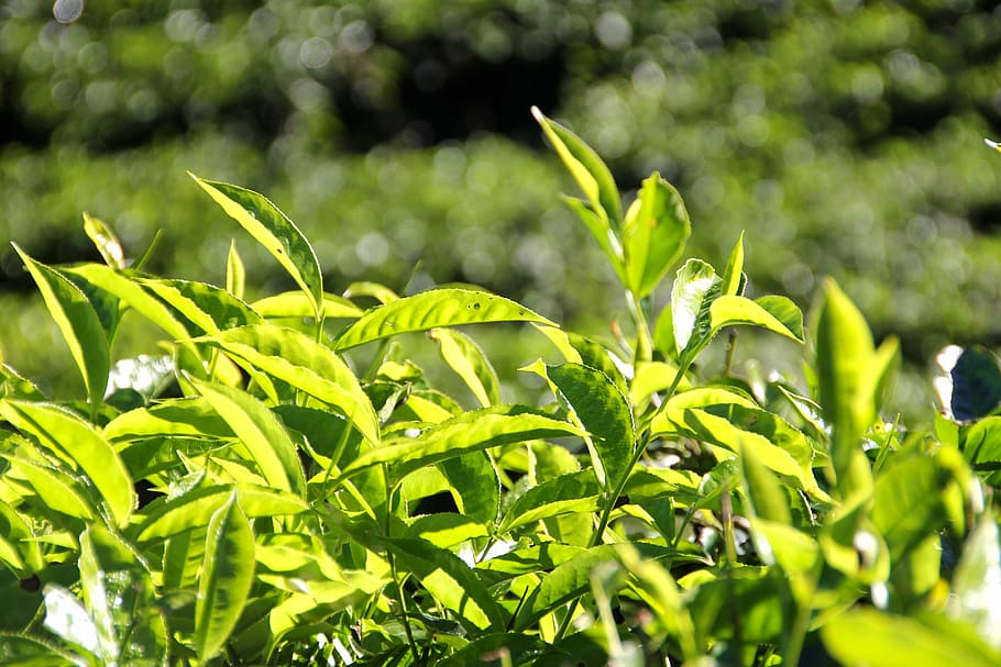 Tee, Tea Plantation, India, plantation, cultivation terraces, nature, leaf, green Color, plant, growth