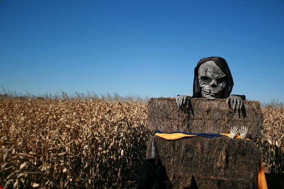 gray, skull mask, bear, corn field, skeleton, halloween, spooky, skull, horror, death