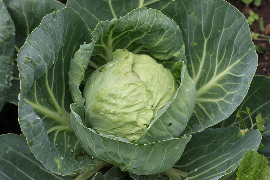 white cabbage, kohl, vegetables, food, cabbage, head cabbage, vegetable growing, healthy, eat, crop