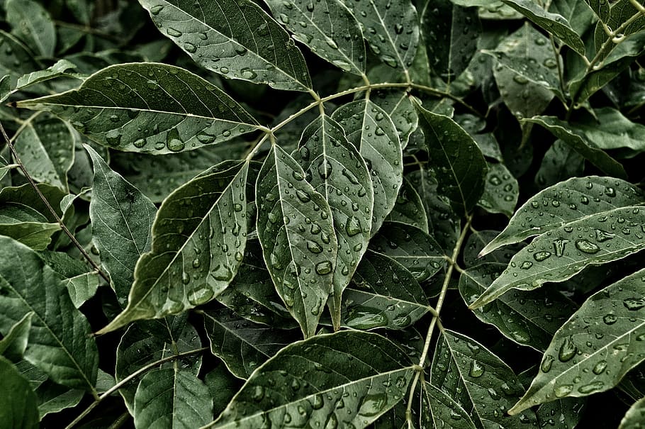 close-up photo, ovate, green, leaf plant, water dew, leaves, plant, garden, water, drops