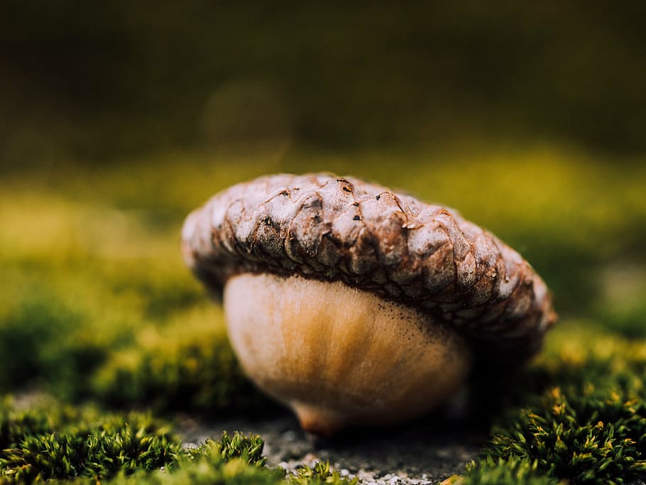 acorn, grass, selective, photography, nut, nature, food and drink, freshness, food, close-up