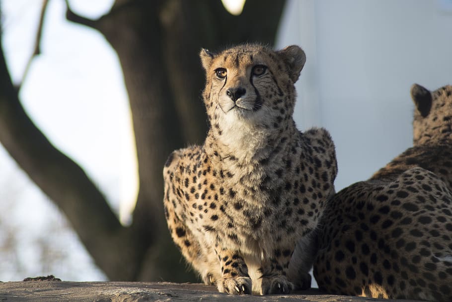 cheetah, leopard, big, cat, zoo, animal, africa, speed, feline, wild |  Pxfuel