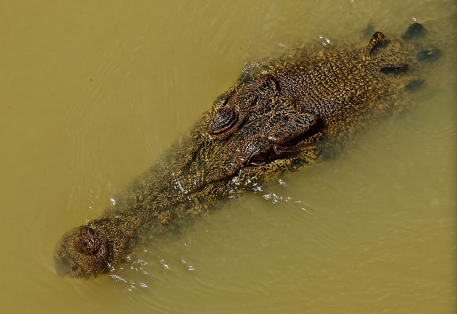 cocodrilo, agua dulce, reptil, depredador, australia, vida silvestre,  peligro, acuático, dientes, animal | Pxfuel