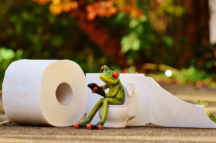 close, photography, frog, sitting, toilet figurine, toilet, loo, session, funny, toilet paper