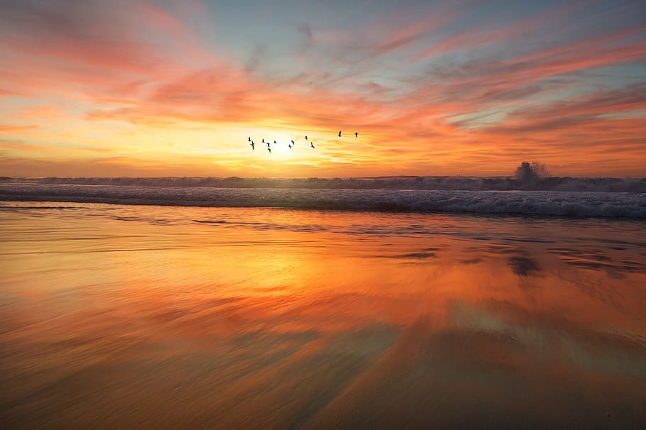 Pájaro, vuelo, cuerpo, agua, durante el día, panorama, fotografía, puesta de sol, playa, lado