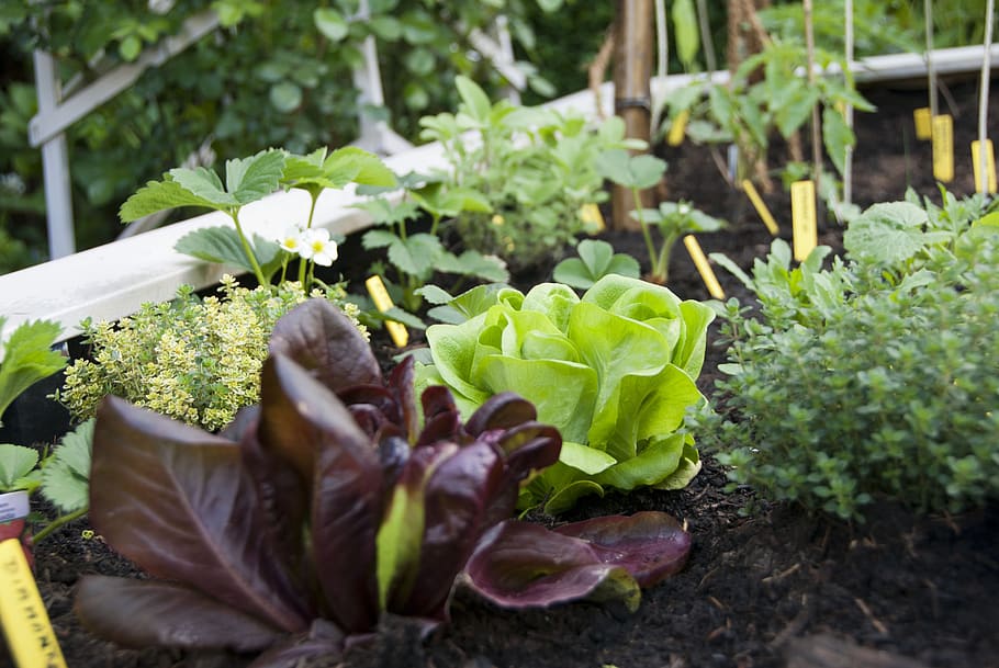 lettuce, city garden, vegetable, leaf, plant, growth, plant part, green color, nature, beauty in nature