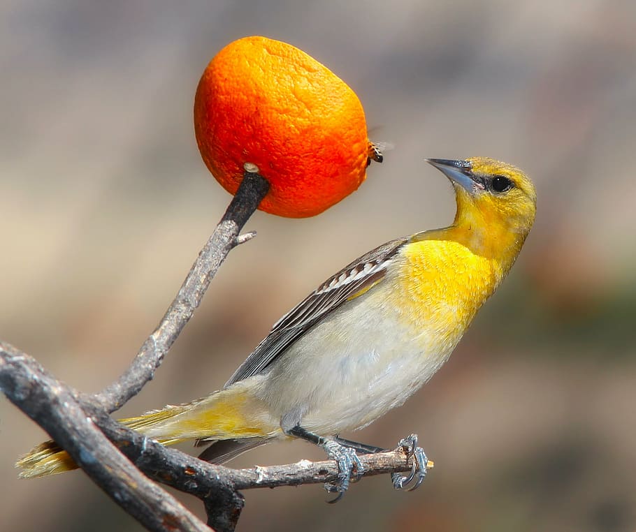 focus photography, yellow, passerine bird, perched, stem, plant, oriole, bird, wildlife, macro