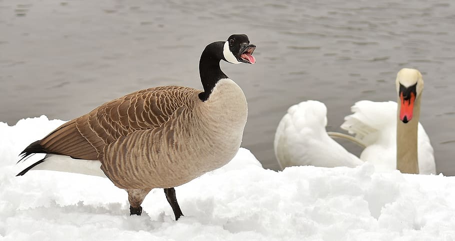 goose, swan, waterfowl, poultry, snow, plumage, winter, winter mood, birds, animal