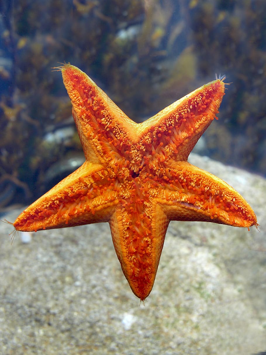 estrella de mar, equinodermo, naturaleza, mar, mariscos, invertebrados, escritorio, agua, océano, viajes