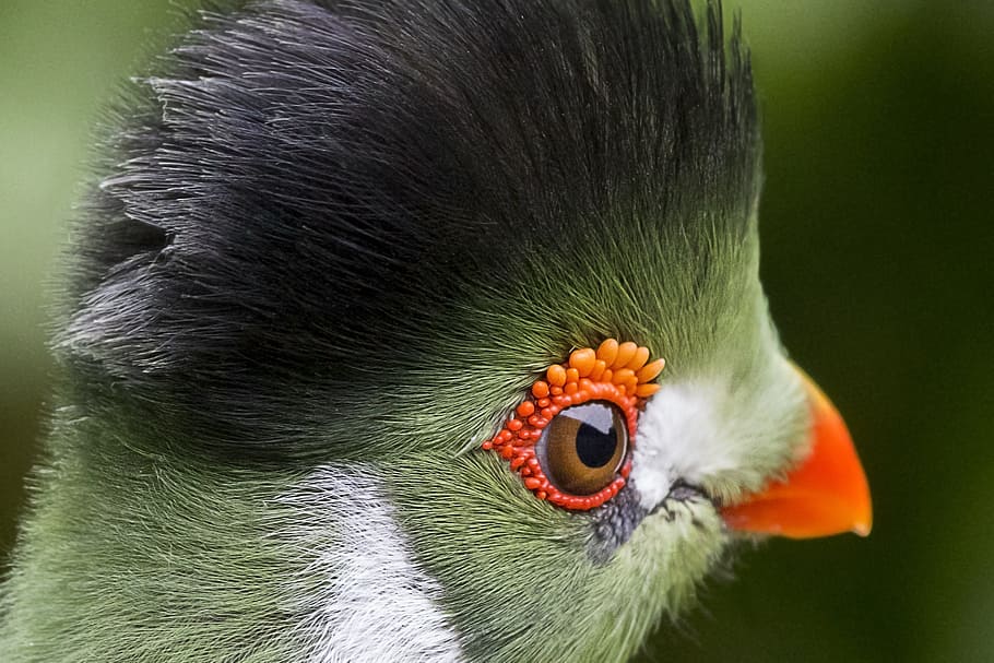 close-up photography, green, turaco, white, cheeked, touraco, bird, zoo, plumage, colorful