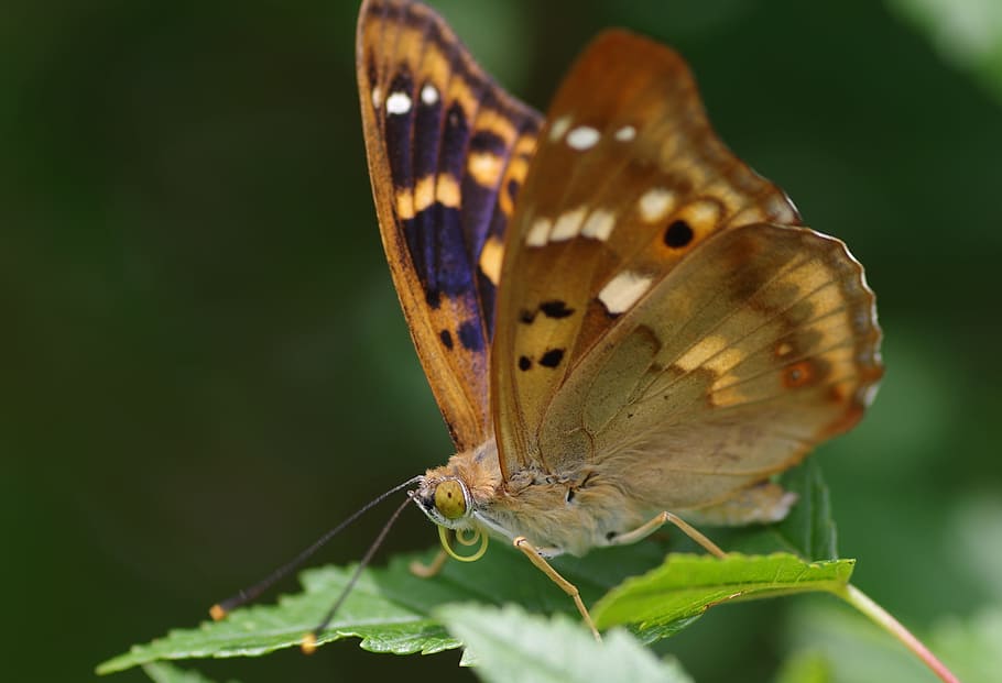Butterfly, Lesser Purple Emperor, Summer, garden, insect, rarely, close, nature, animal, blue iridescent