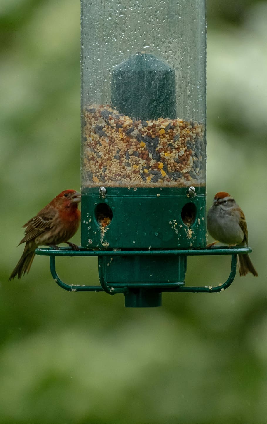 birds, bird feeder, feeder, wildlife, animal, food, garden, feeding, cute, seed