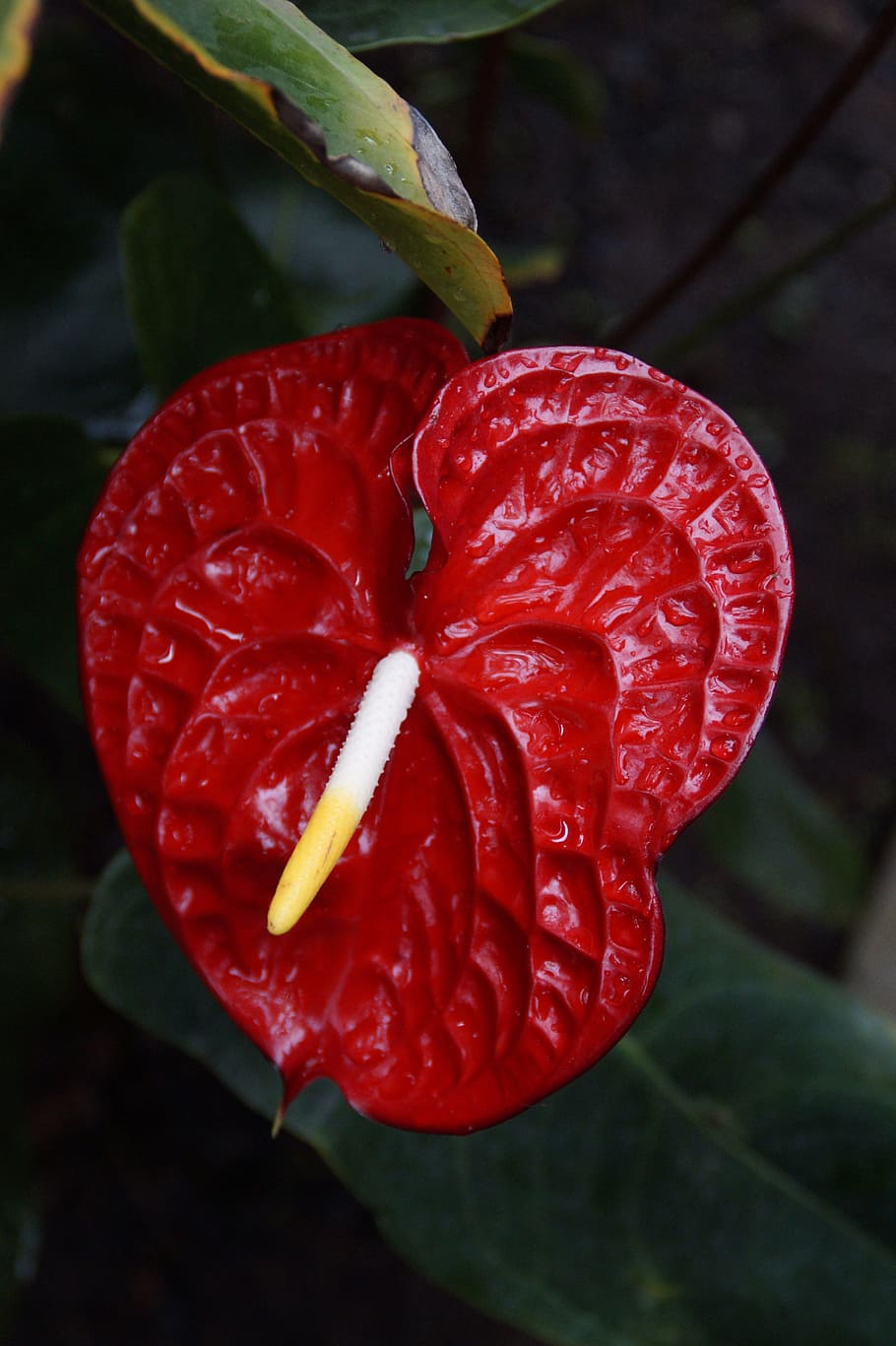 Anthurium, Nature, red anthurie, red, flower, decoration, beautiful, blossom, bloom, flamingo flower