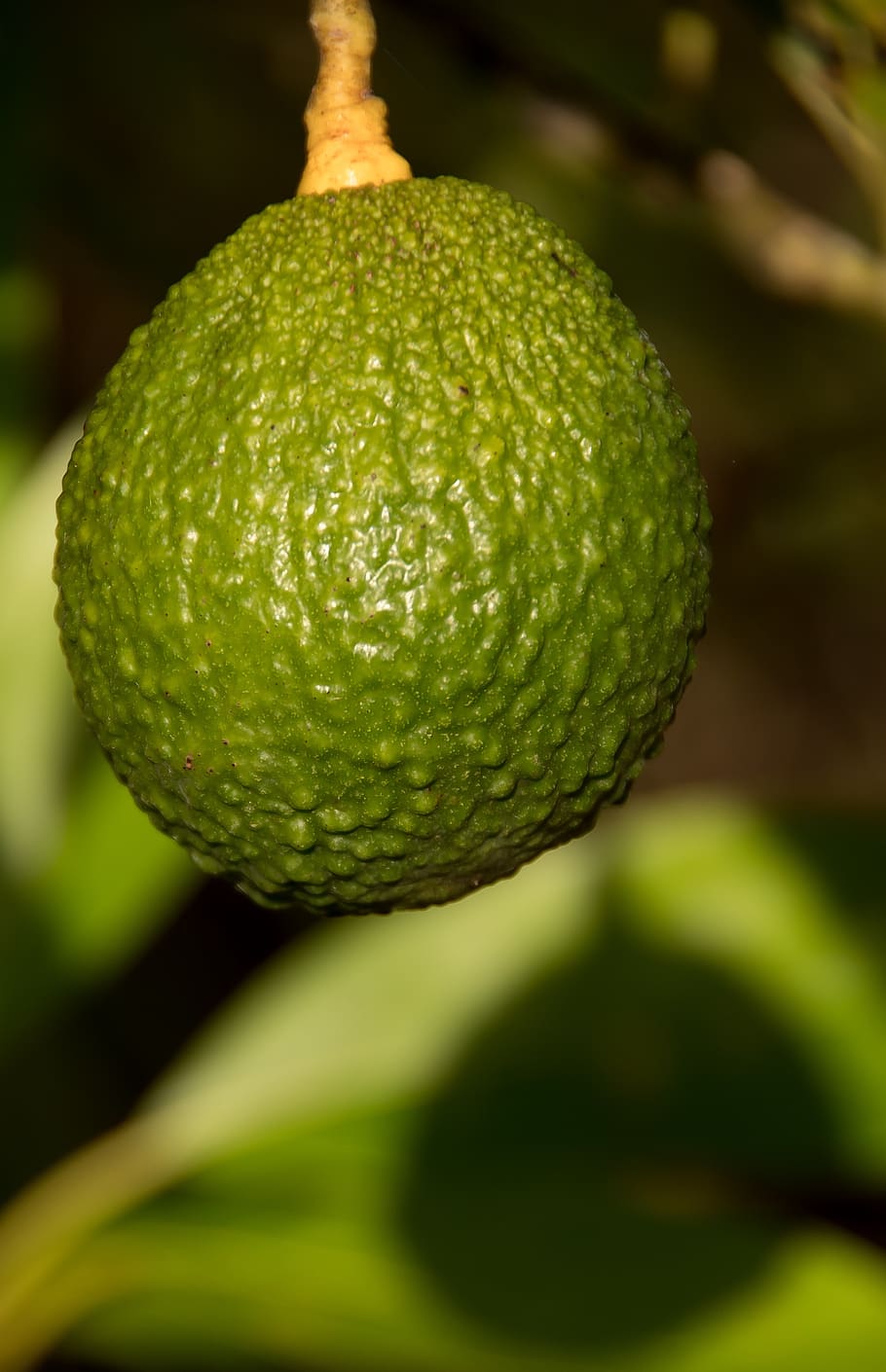 hass avocado, tree, avocados, hass, health, fruit, green, growing, close-up, freshness
