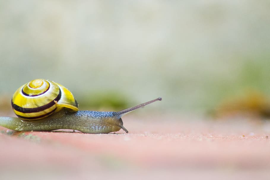 Snail, Shell, Mollusk, Crawl, snail, shell, slowly, animal, slimy, nature, slow