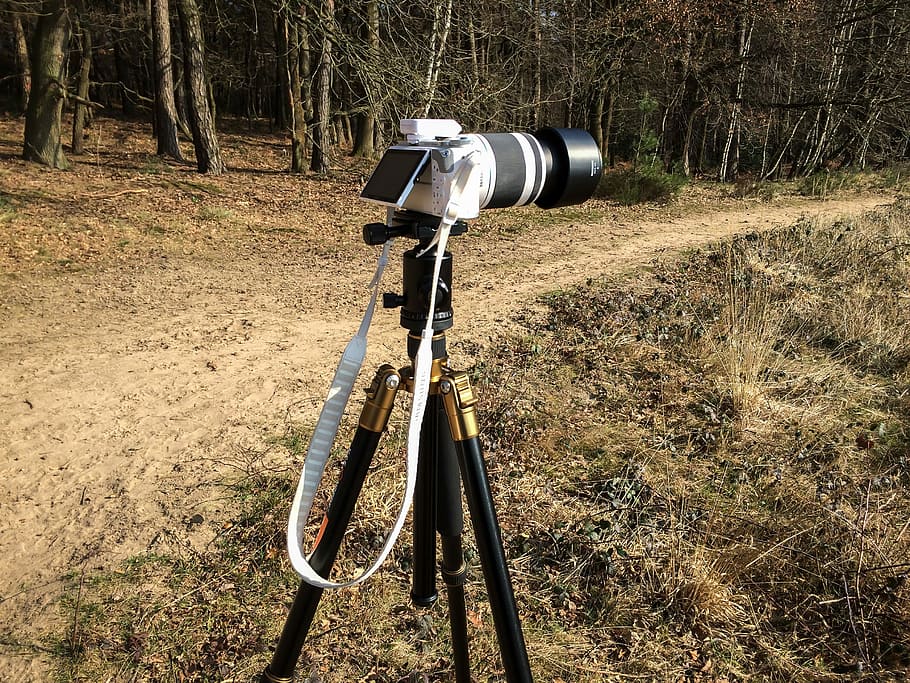 Camera, Tripod, Photograph, Outdoor, telephoto lens, forest, away, sand, exterior, camera system