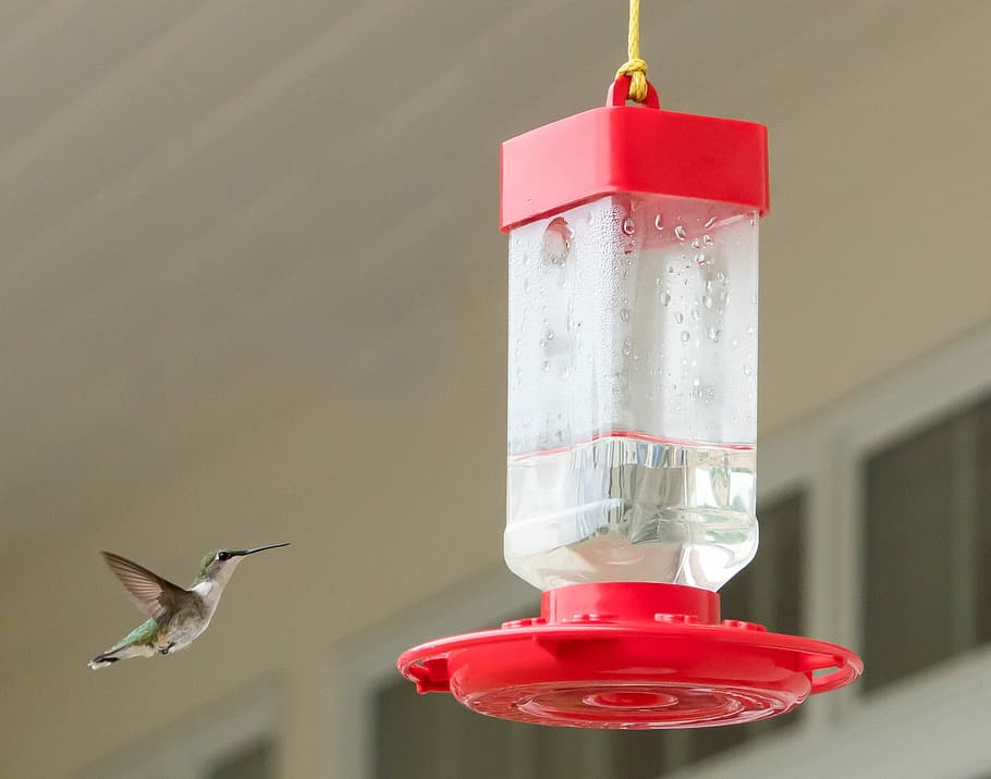 Hummingbird, Flying, Feeder, Nature, colorful, green, wildlife, close up, colourful, feathers