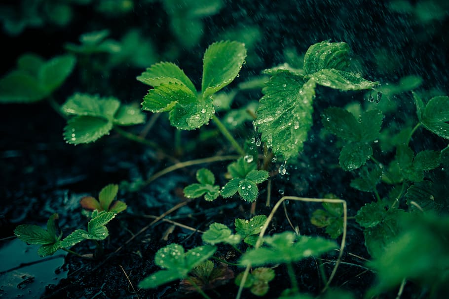 green, leafed, plant, water, drops, tilt shift photography, plants, leaves, nature, dew