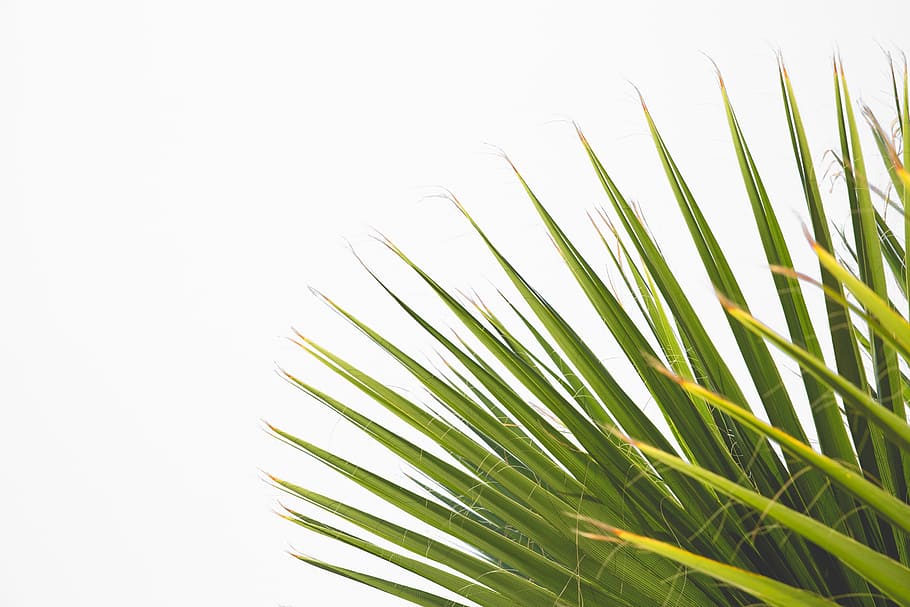 palm leaf, isolated, tree, white, botany, background, freshness, leaf, environment, nature