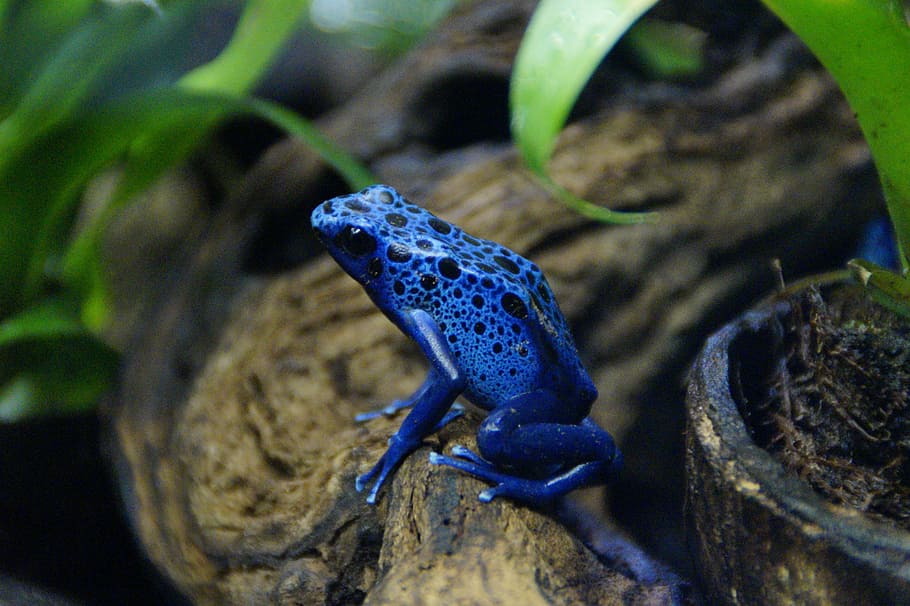 selective, focus photography, blue, selective focus, photography, blue Tree, Tree Frog, frog, poison frog, tropical