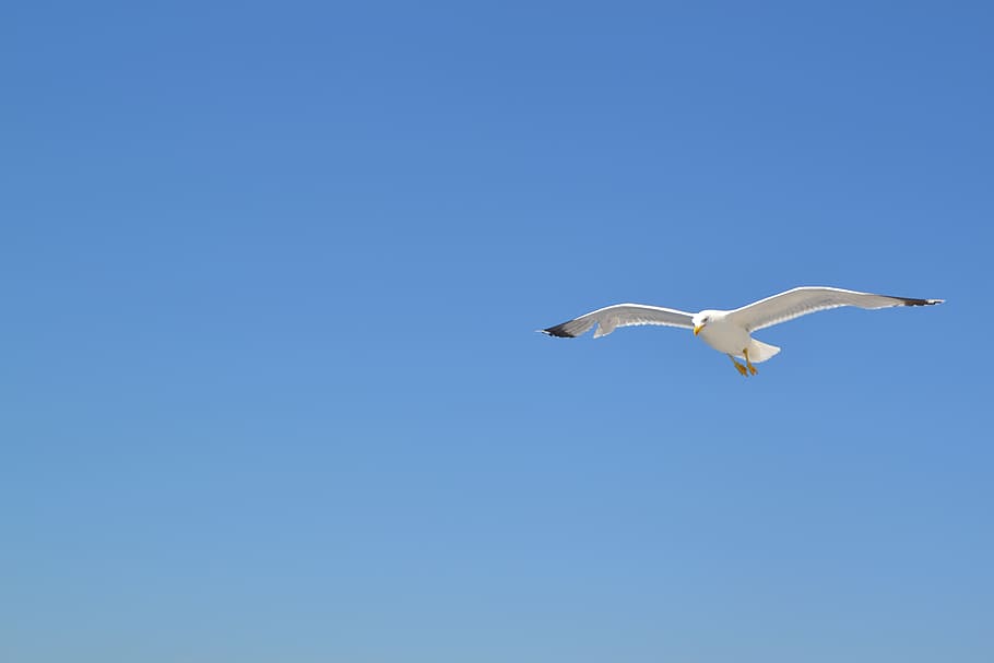 albatross in flight, seagull, sea, bird, water, animal, wind, nature, blue, sky