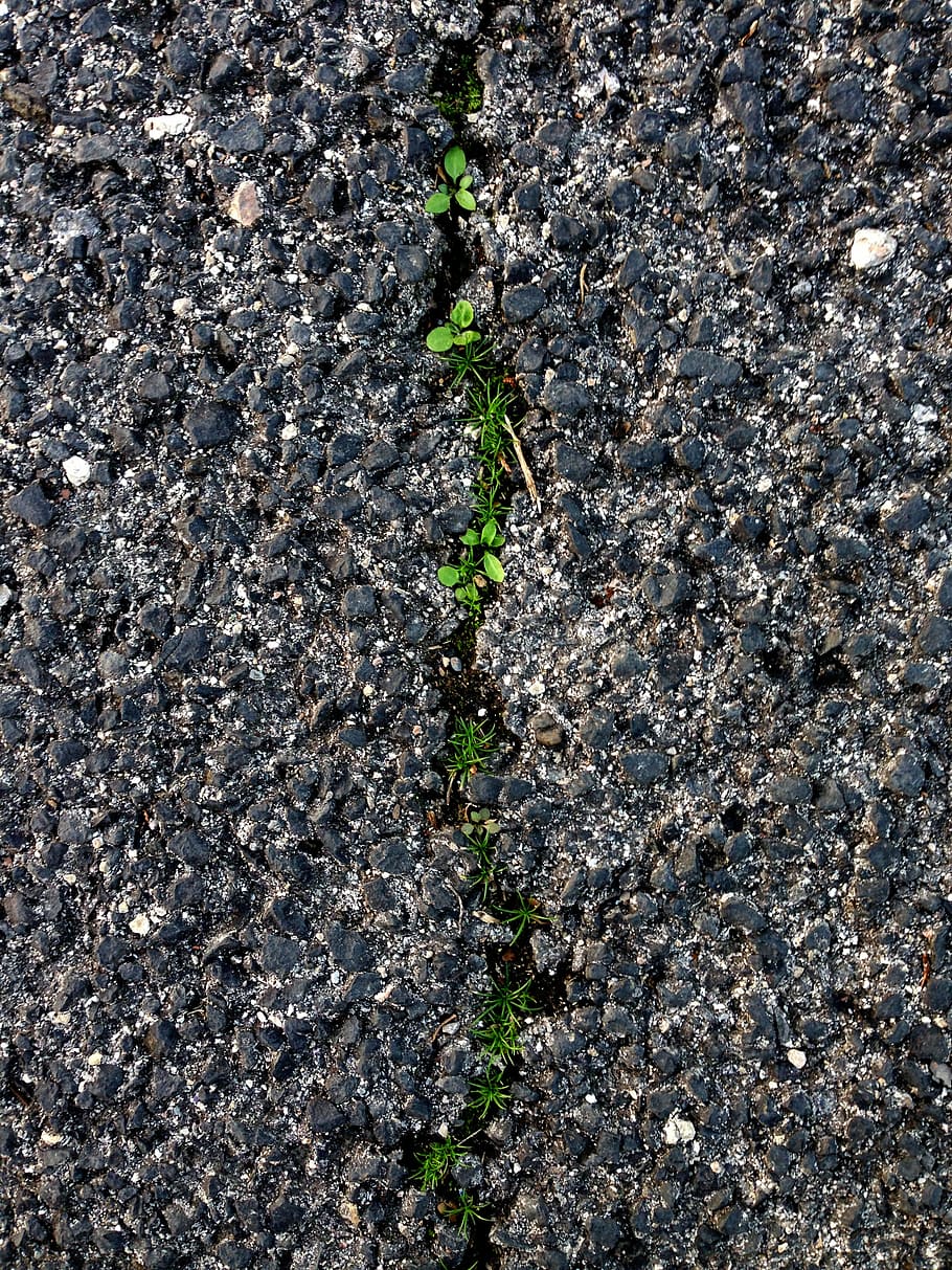 soil, ground grass, grass crack, road crack, growth, nature, full frame, day, plant, outdoors