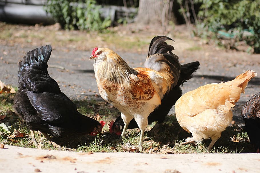 Rooster, Cockerel, Chicken, Summer, pullet, pullets, rural, spring, americauna, farm