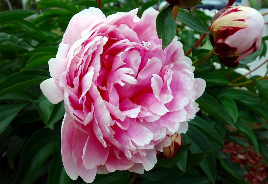 closeup, o, pink, carnation flower, peony, blossom, bloom, double flower, flower, flora