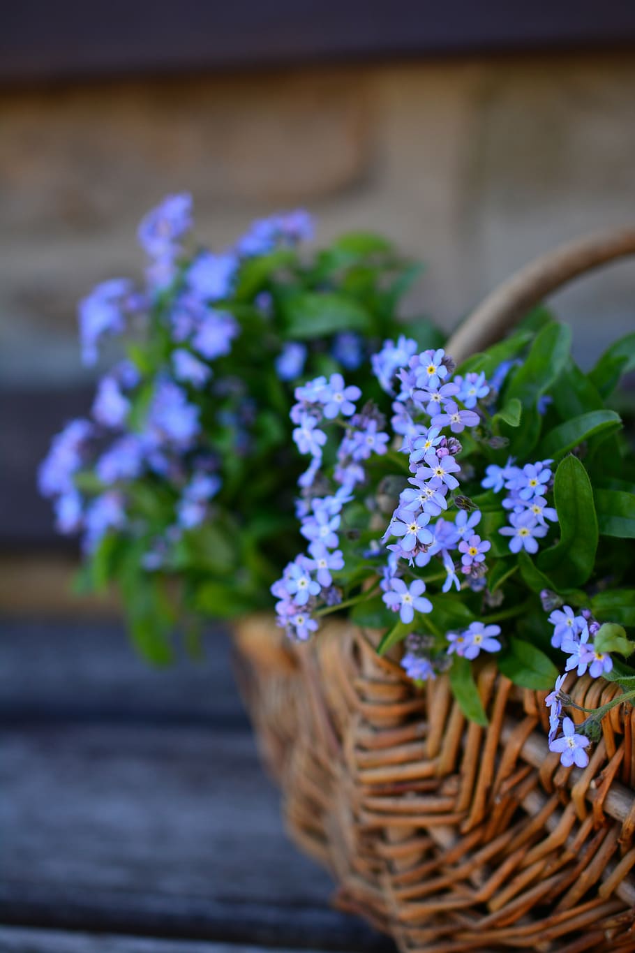 selective, focus, purple, petaled flower, basket, forget me not, flowers, flower basket, spring, myosotis