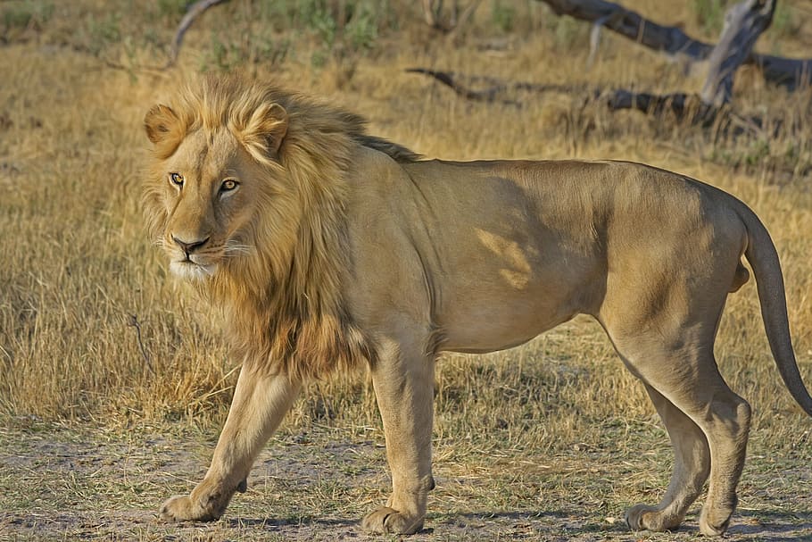 león marrón, león, gato montés, safari, áfrica, mundo animal, vida silvestre, leona, animal salvaje, parque nacional