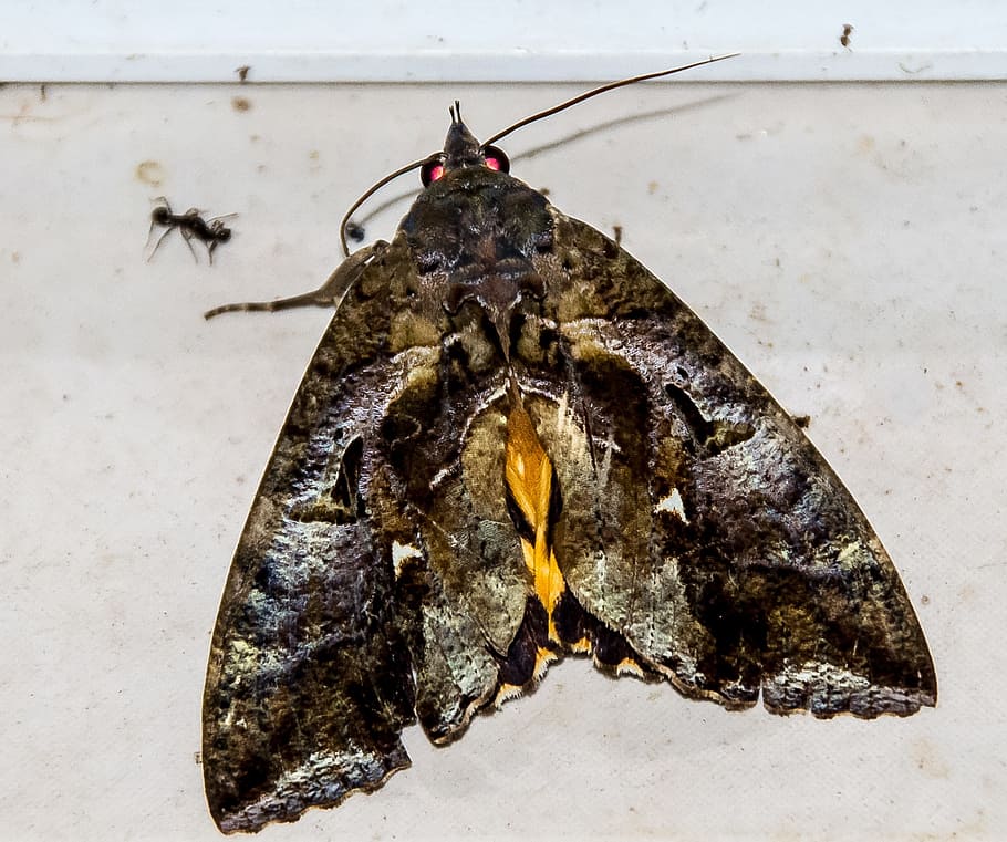 Moth, Fruit, Sucking, Insect, fruit-sucking moth, large, brown, black, yellow, pattern