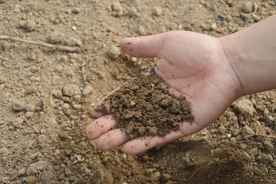 person, holding, brown, soil, hand, farm, garden, fertilizer, compost, organic