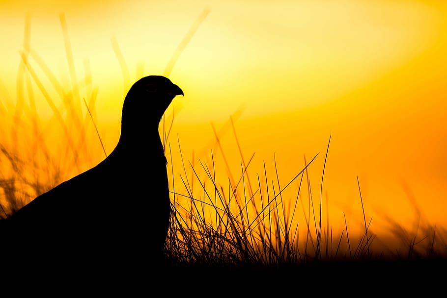 silhouette photography, chicken, grouse, sunrise, scotland, birding, wilderness, early, nature, birdwatching