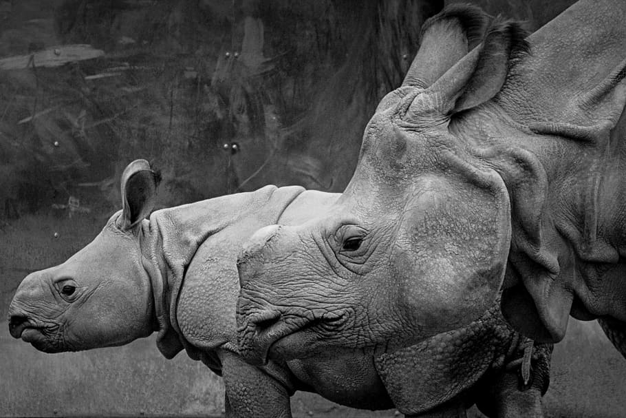 grayscale photo, two, rhinos, rhino, animal, mammal, baby rhinoceros, calf, animal themes, rhinoceros