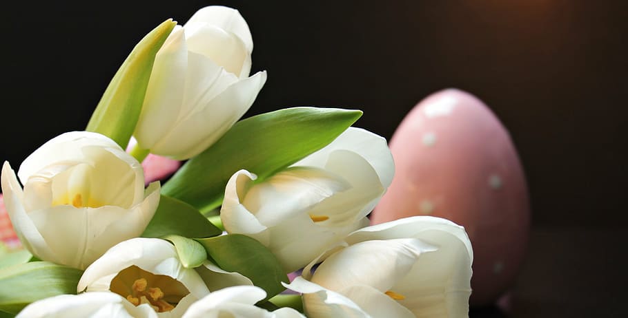 flores de tulipán blanco, tulipanes, tulipa, huevo de pascua, huevo de pascua rosado, rosa, blanco, flores, schnittblume, tulipán de cría