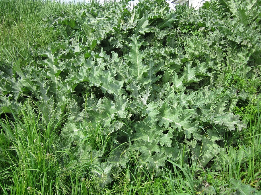 onopordum acanthium, cotton thistle, scotch thistle, flora, botany, prickly, thistle, leaves, species, green color