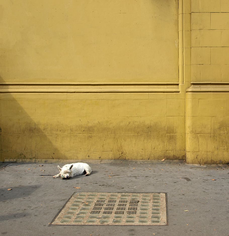 cão, rua, cidade, adormecido, canino, animal de estimação, parede, resgate, postura, urbano