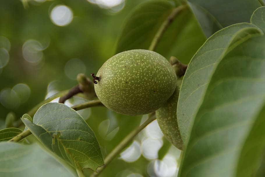 Walnut Tree, Fruit, walnut, green, frisch, healthy, nut, food, tree, immature