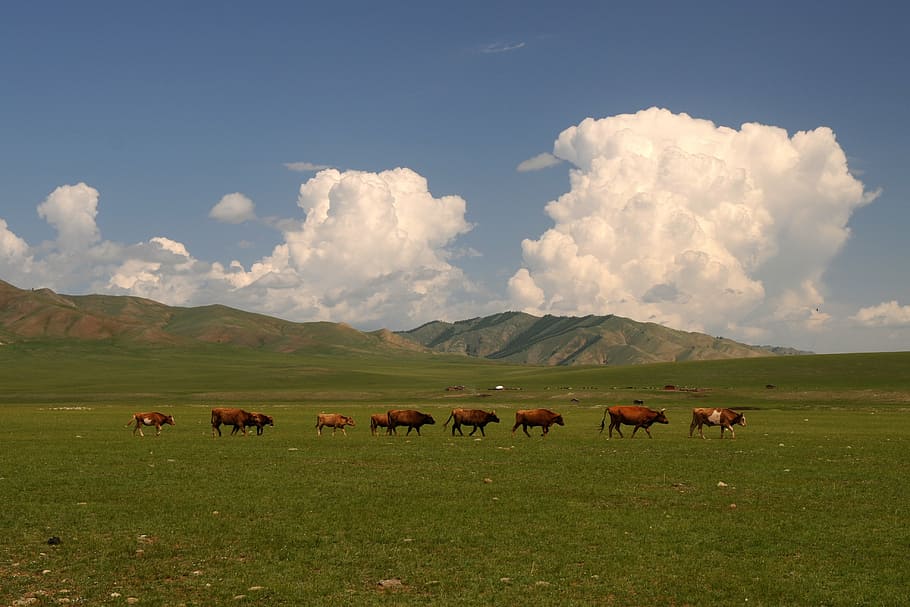mongolia, steppe, wide, clouds, cows, field, land, grass, mountain, livestock