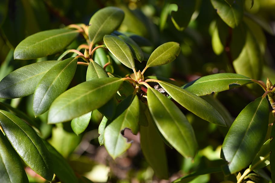 rhododendron, plant, nature, green, spring, close, leaf, green Color, close-up, tree
